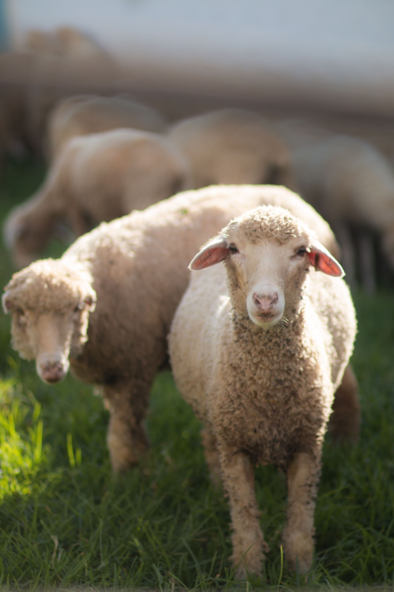 Sheep standing in a grassy paddock